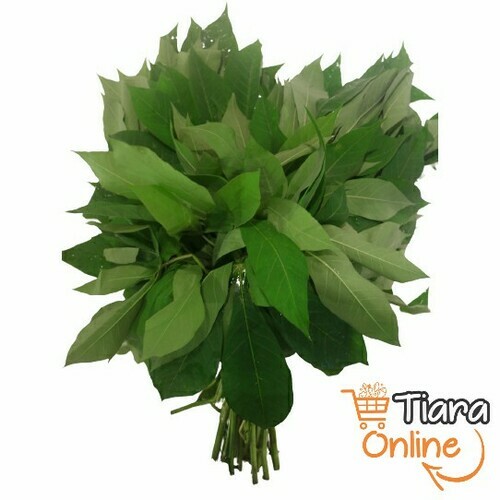 DAUN UBI